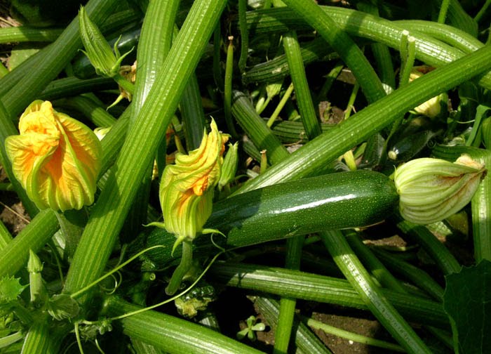 zucchini+plant