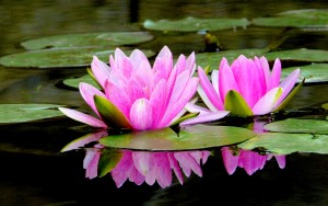 pink-lotus-109000-300x188